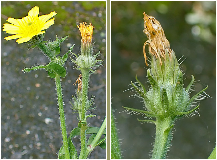 Hawkweed Oxtongue, Picris hieracioides