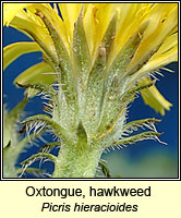 Oxtongue, hawkweed, Picris hieracioides