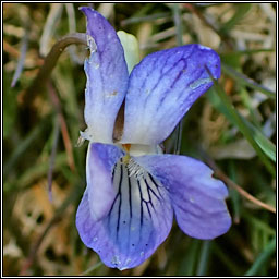 Heath Violet, Viola canina