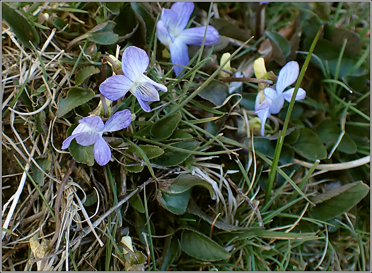 Heath Violet, Viola canina