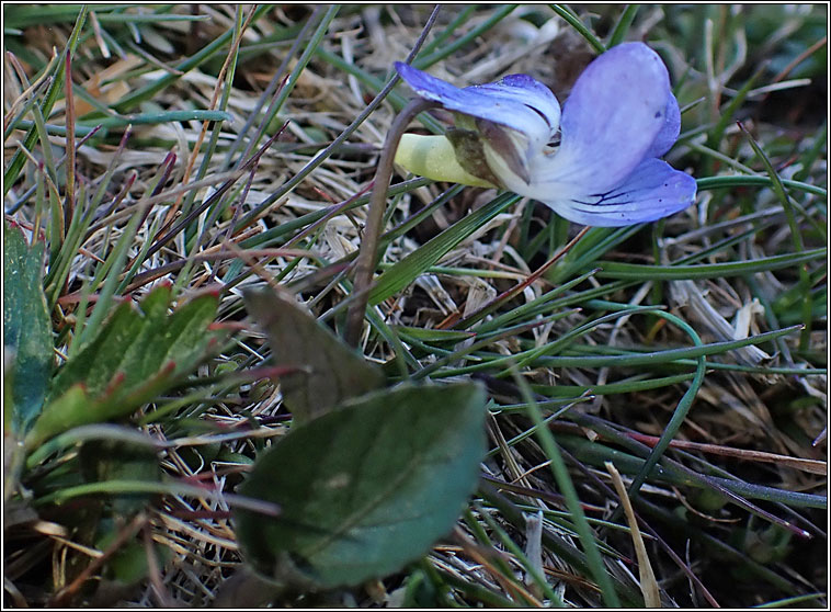 Heath Violet, Viola canina