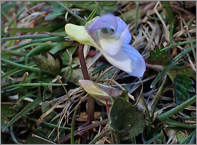 Heath Violet, Viola canina