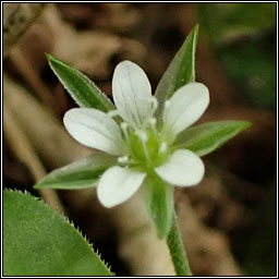 Three-nerved Sandwort, Moehringia trinervia