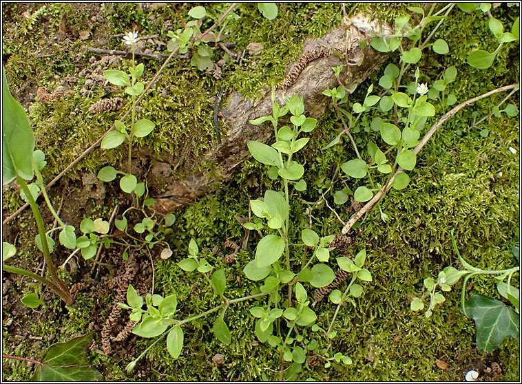 Three-nerved Sandwort, Moehringia trinervia