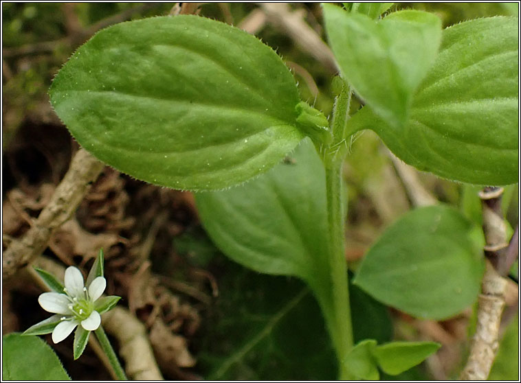 Three-nerved Sandwort, Moehringia trinervia