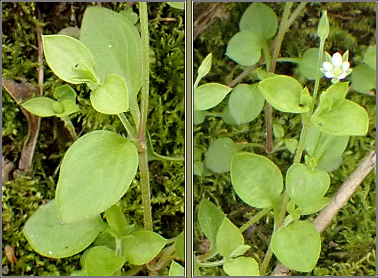 Three-nerved Sandwort, Moehringia trinervia