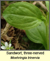 Sandwort, three-nerved, Moehringia trinervia