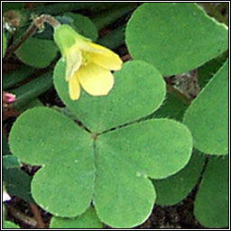 Procumbent Yellow-sorrel, Oxalis corniculata