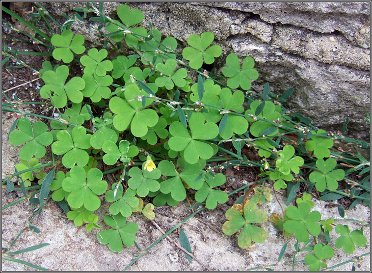 Procumbent Yellow-sorrel, Oxalis corniculata