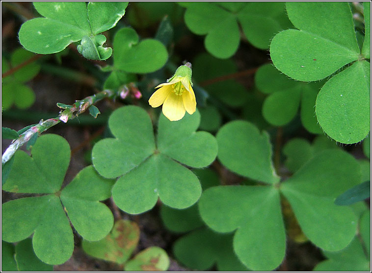 Procumbent Yellow-sorrel, Oxalis corniculata