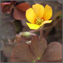 Purple-leaved Yellow-sorrel, Oxalis corniculata var atropurpurea