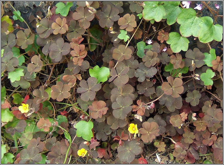 Purple-leaved Yellow-sorrel, Oxalis corniculata var atropurpurea