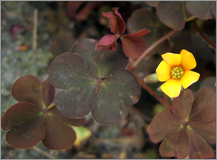 Purple-leaved Yellow-sorrel, Oxalis corniculata var atropurpurea