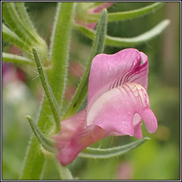 Weasel's-snout, Misopates orontium