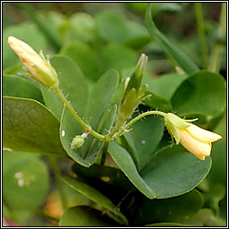 Upright Yellow-sorrel, Oxalis stricta