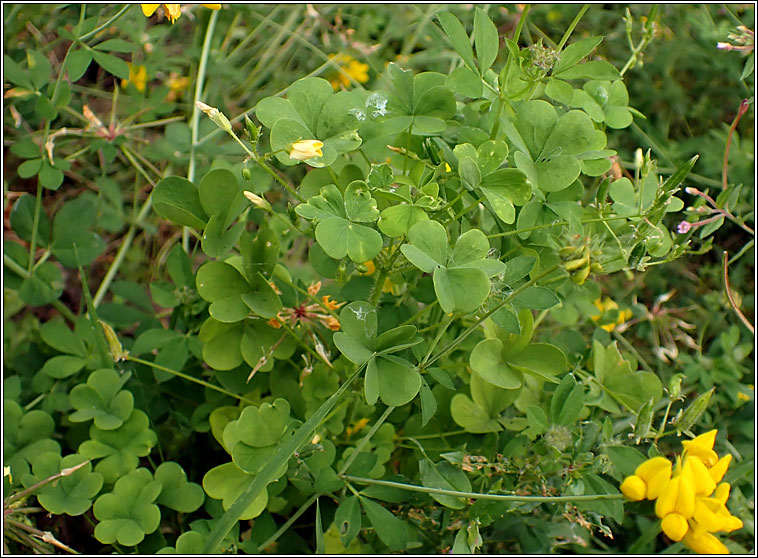 Upright Yellow-sorrel, Oxalis stricta