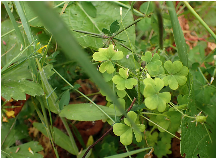 Upright Yellow-sorrel, Oxalis stricta