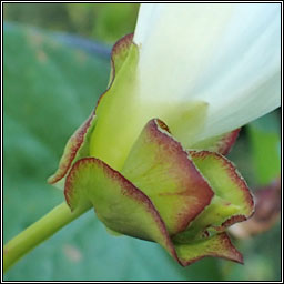 Hybrid Bindweed, Calystegia sepium x silvatica (C. x lucana)