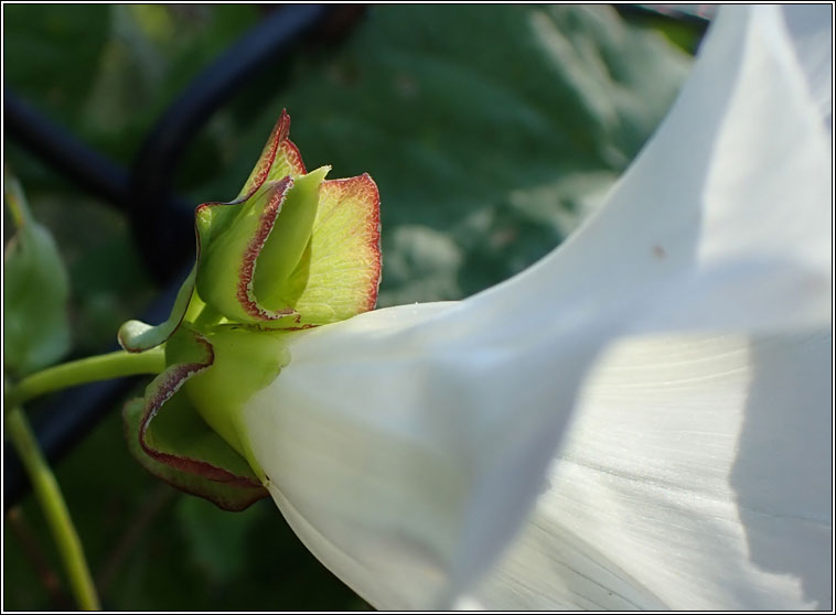 Hybrid Bindweed, Calystegia sepium x silvatica, C x lucana