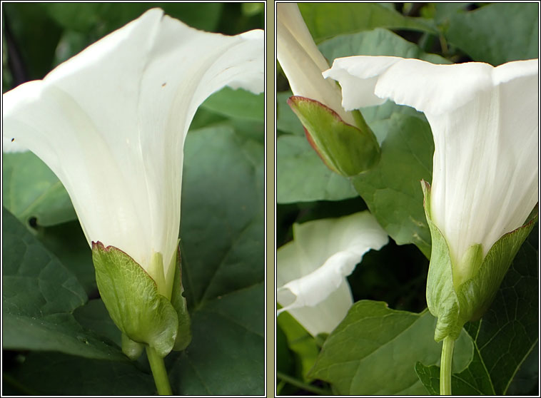 Hybrid Bindweed, Calystegia sepium x silvatica, C x lucana