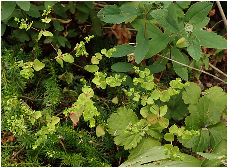 Upright Spurge, Euphorbia stricta