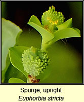 Spurge, upright, Euphorbia stricta