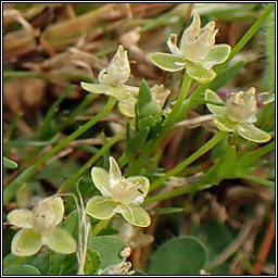 Annual Pearlwort, Sagina apetala