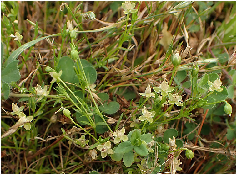 Annual Pearlwort, Sagina apetala