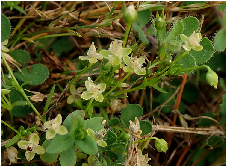 Annual Pearlwort, Sagina apetala