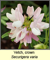 Vetch, crown, Securigera varia