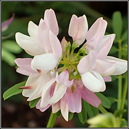 Crown Vetch, Securigera varia