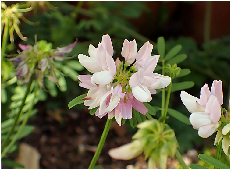 Crown Vetch, Securigera varia