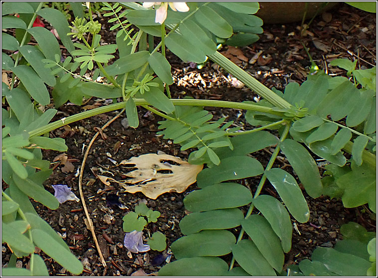 Crown Vetch, Securigera varia