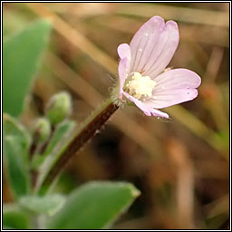 Hoary Willowherb, Epilobium parviflorum