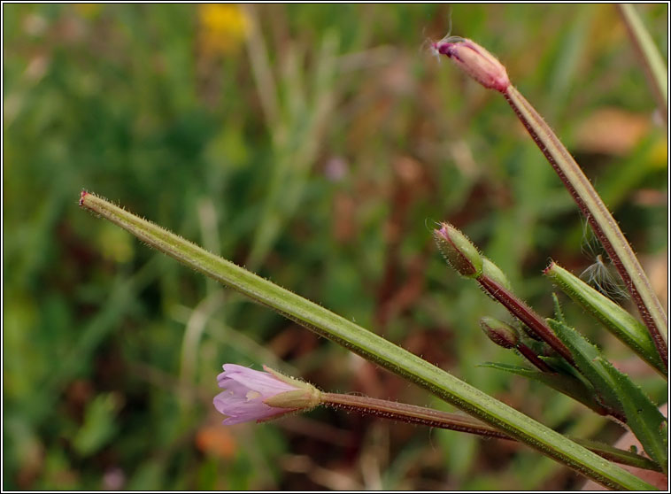 Hoary Willowherb, Epilobium parviflorum