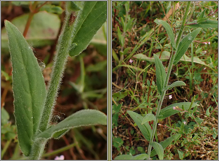 Hoary Willowherb, Epilobium parviflorum