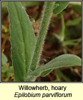 Willowherb, hoary, Epilobium parviflorum