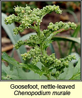 Goosefoot, nettle-leaved, Chenopodium murale