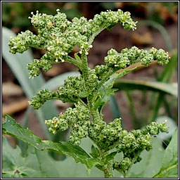 Nettle-leaved Goosefoot, Chenopodium murale