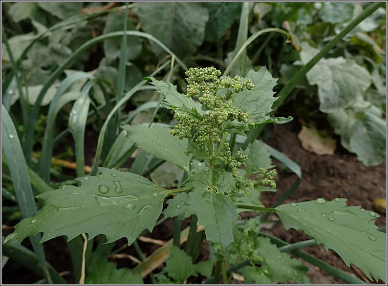 Nettle-leaved Goosefoot, Chenopodium murale