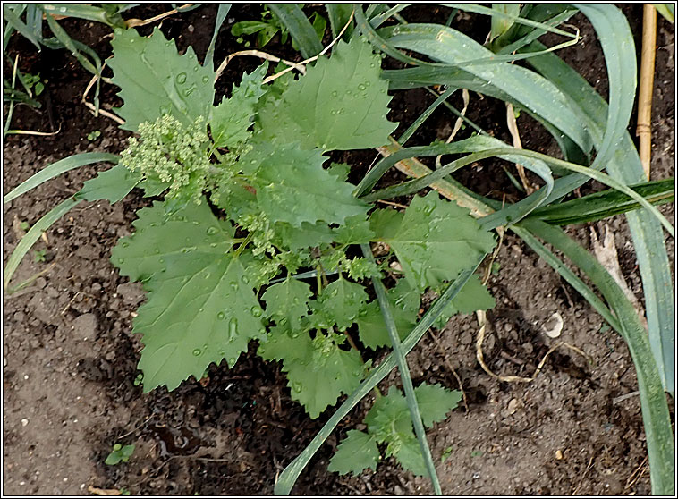 Nettle-leaved Goosefoot, Chenopodium murale