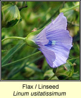 Flax, Linum usitatissimum