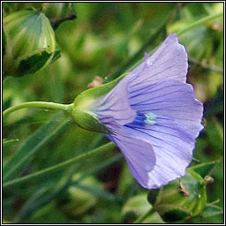 Flax, Linum usitatissimum