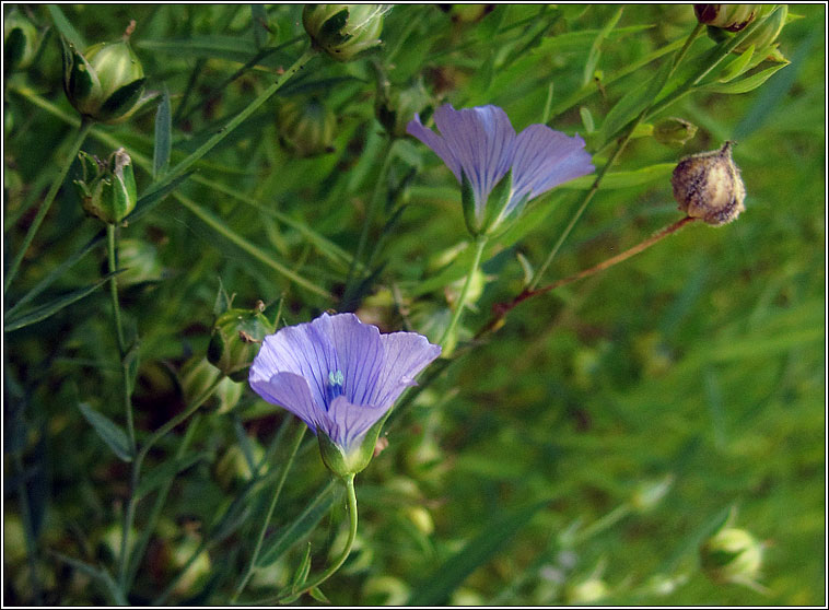 Flax, Linum usitatissimum