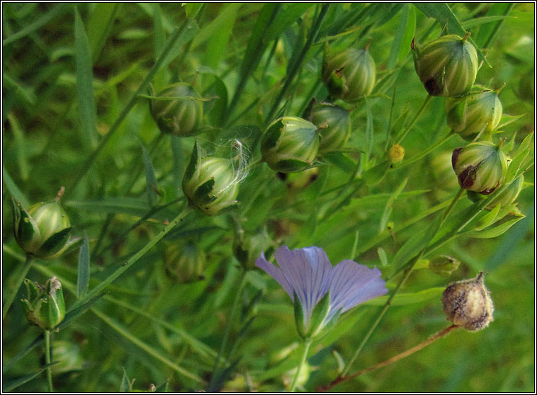 Flax, Linum usitatissimum