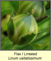 Flax, Linum usitatissimum