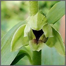 Broad-leaved Helleborine, Epipactis helleborine