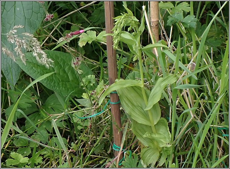 Broad-leaved Helleborine, Epipactis helleborine