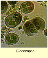 Gloeocapsa