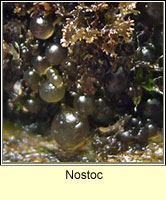 Nostoc